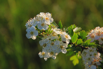 Weißdornblüten in ihrer Pracht