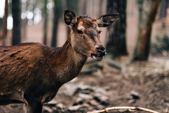 Reh im Wald