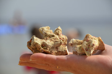 Coral in hand