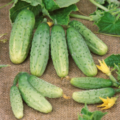 Harvest of cucumbers