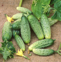 Harvest of cucumbers