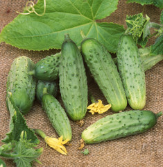Harvest of cucumbers