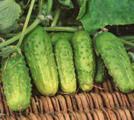 Cucumbers