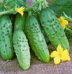 Cucumbers with flowers