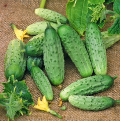 Harvest of cucumbers