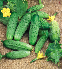 Harvest of cucumbers