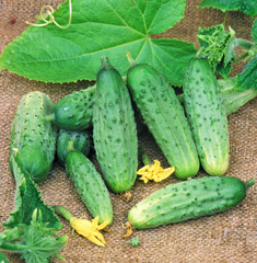 Harvest of cucumbers