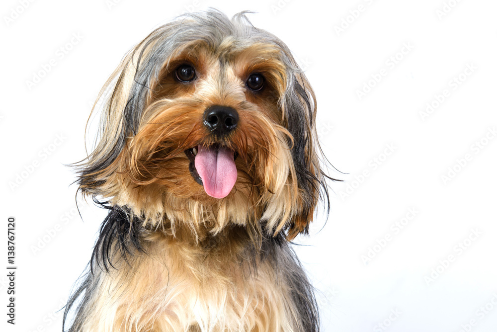 Wall mural dog face with mess hair on white background