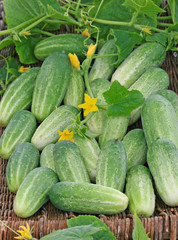 Harvest of cucumbers