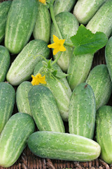 Harvest of cucumbers