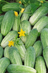 Harvest of cucumbers
