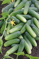 Harvest of cucumbers on ground