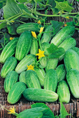 Harvest of cucumbers