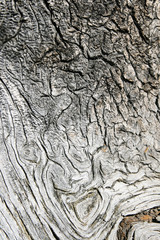twisted gray pine wood