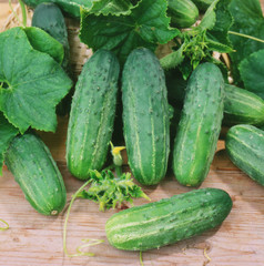 Harvest of cucumbers on old timber