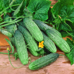 Harvest of cucumbers on old timber