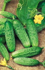 Harvest of cucumbers
