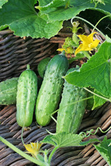 Three cucumbers