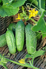 Three cucumbers