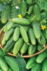 Harvest of cucumbers