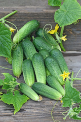 Harvest of cucumbers on old timber