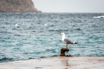 Seagull on a mediterranean sea coast
