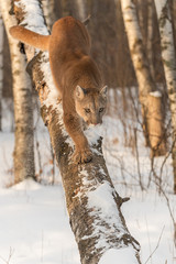 Adult Female Cougar (Puma concolor) Walks Down Tree
