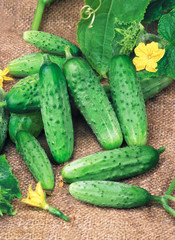Harvest of cucumbers