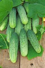 Harvest of cucumbers on old timber