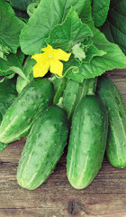 Cucumbers on old timber