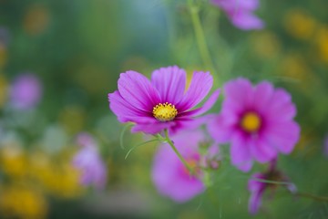 Fuchsia