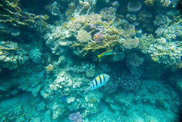 Obraz na płótnie Canvas beautiful and diverse coral reef of the red sea with fish