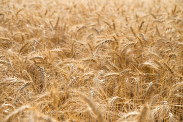 wheat in the field close up