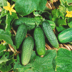 Harvest of cucumbers
