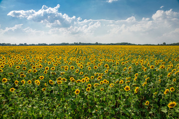 beautiful field of sunflowers in summer