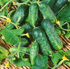 Harvest of cucumbers