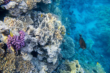 fish and coral underwater off the coast of Africa