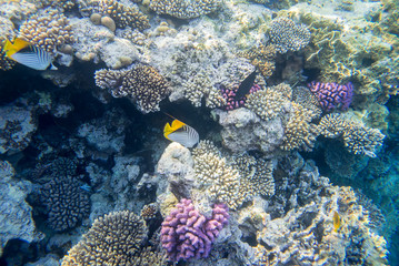 fish and coral underwater off the coast of Africa