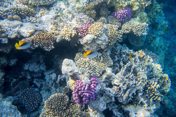 Fototapeta na wymiar fish and coral underwater off the coast of Africa
