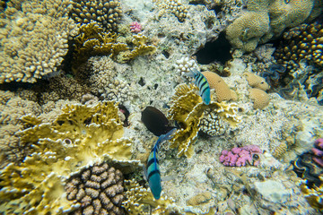 beautiful and diverse coral reef of the red sea with fish
