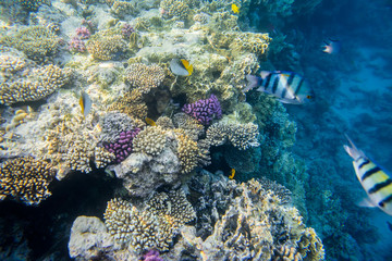Naklejka na ściany i meble beautiful and diverse coral reef of the red sea with fish