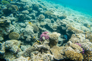 Naklejka na ściany i meble beautiful and diverse coral reef of the red sea with fish