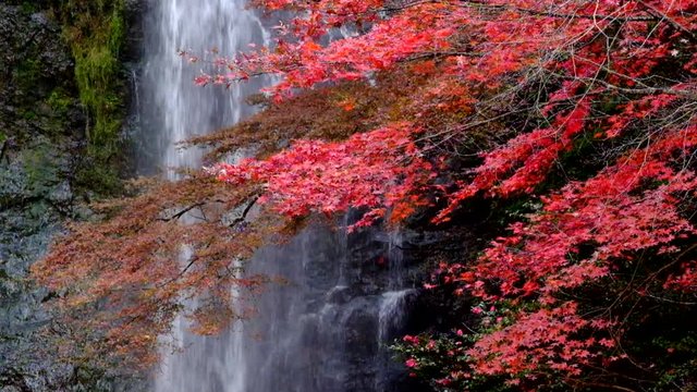 Minoo waterfall in autumn, Osaka, Japan