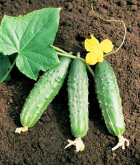 Three cucumbers on ground