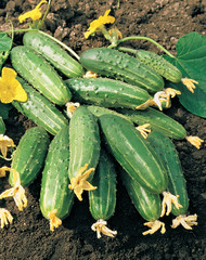 Harvest of cucumbers on ground