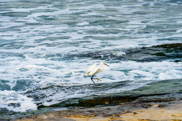 Great Egret (Ardea alba) hunting by the sea shore