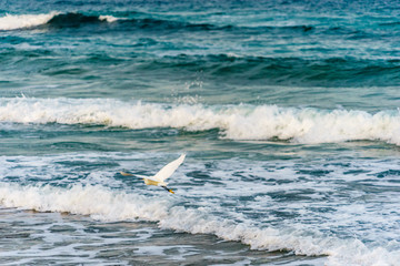 Great Egret (Ardea alba) hunting by the sea shore