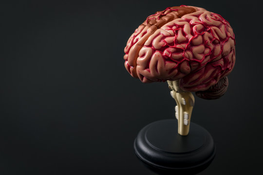 Human anatomy and brain health concept with plastic model isolated on black and copy space