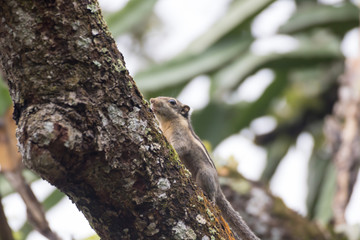 Himalayan striped squirrel
