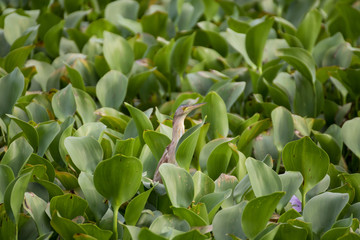 The Yellow Bittern